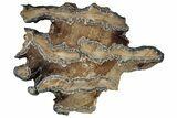 Mammoth Molar Slice With Case - South Carolina #291126-1